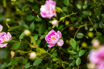 ピンクのミニバラ
