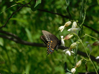 Garden butterfly