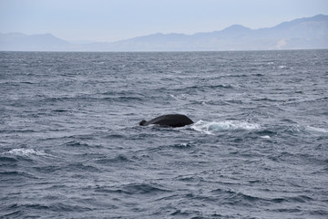 Fototapeta premium Whale watching in New Zealand