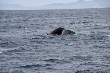 Fototapeta premium Whale watching in New Zealand