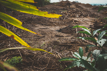 Jungle destroyed by logging activity