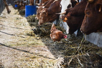 Fototapeta premium kurczak chodzący po stadzie krów i bydła brunatnego w małych hodowlach hodowli zwierząt hodowlanych ranczo