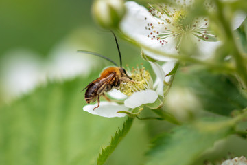 Bee on a white flower in nature.