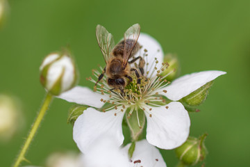 Bee on a white flower in nature.