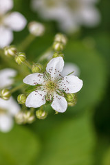 White flowers on a blackberry in the nature