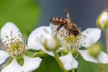 Bee on a white flower in nature.