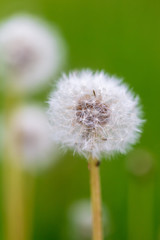 Fluffy dandelion on nature