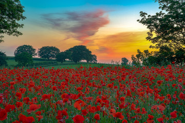 Poppy field 