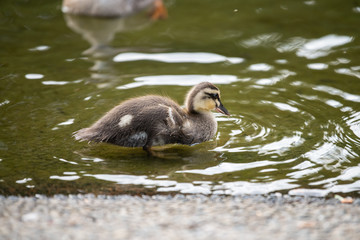  Children's duck