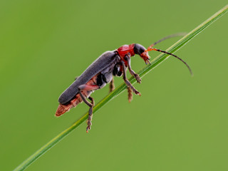 Beetle on green grass in nature