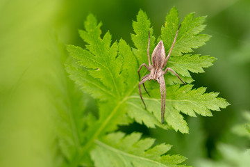 A spider on green grass in nature