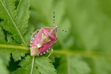 Bug on green grass in nature