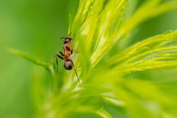 The ant is on the green grass