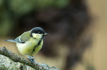 Fototapeta premium Young Great tit (Parus major) perching
