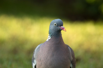 Portrait of Wood pigeon (Columba palumbus)