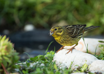 Yellowhammer (Emberiza citrinella) eats sunflower seeds
