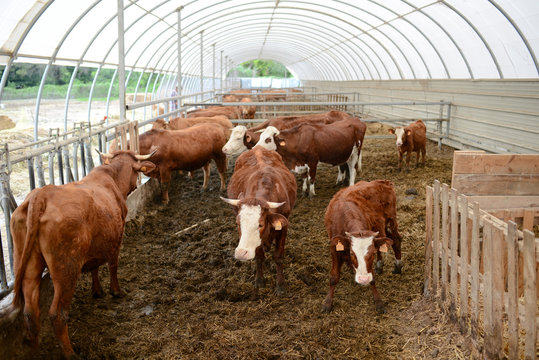 cow and brown cattle herd in small breeding husbandry livestock farming production industry ranch