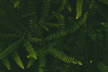 Textured green plants, with raindrops or drops of dew. Stylish, modern wallpaper