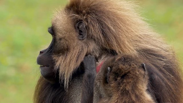 Gelada (Theropithecus gelada) grooming