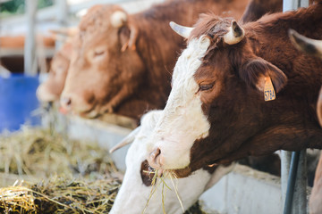 cow and brown cattle herd in small breeding husbandry livestock farming production industry ranch