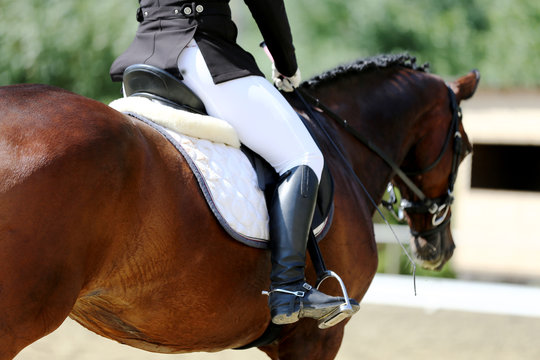 Portrait close up of dressage sport horse with unknown rider