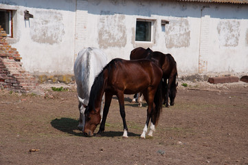 a horse is grazing near the stables