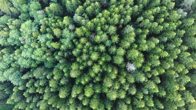 aerial flying top view of dense green conifer forest from above slow motion 4K national park or reserve farmland wood industry deforestation for paper nature protection trees plants bird's-eye view