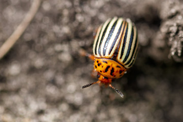 Colorado beetle on the soil in the garden