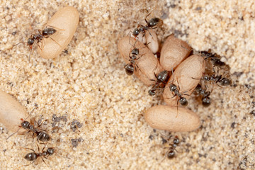 Ants and formic eggs in nature