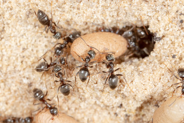 Ants and formic eggs in nature