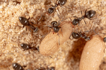 Ants and formic eggs in nature