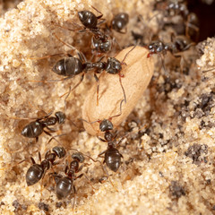 Ants and formic eggs in nature