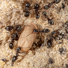 Ants and formic eggs in nature