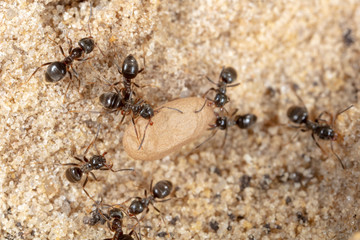 Ants and formic eggs in nature