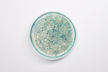 Agar plate with bacterial colonies for plasmid vector cloning, copy-space