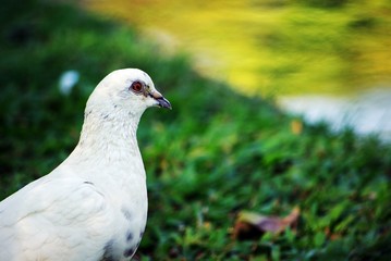 White pigeon in park
