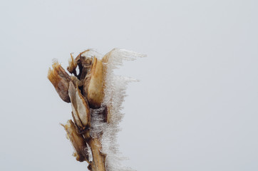 Plants in spring ice