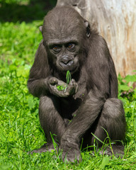 Portrait of a young gorilla in the park