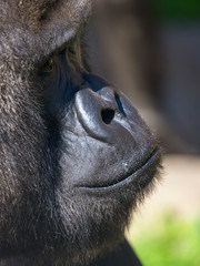 Portrait of a gorilla in the park