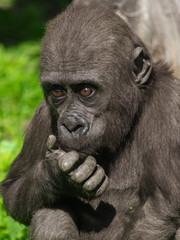 Portrait of a young gorilla in the park