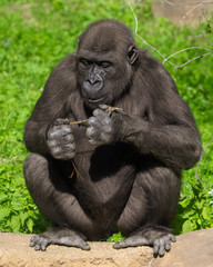 Gorilla eats a branch in the park