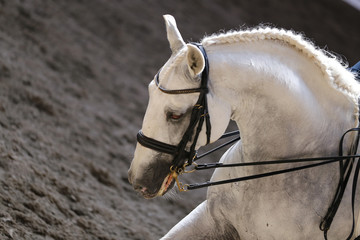 Portrait close up of dressage sport horse with unknown rider