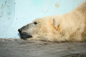 Lazy polar bear
