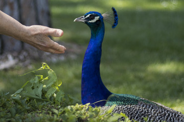 Obraz premium Pavo Real