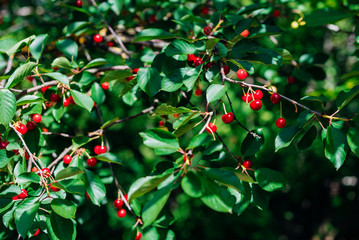 Cherry on the branch grows, ripened red cherry