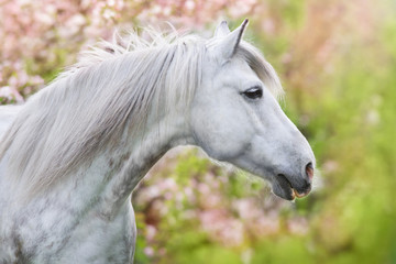 White horse portrait in spring pink blossom tree - obrazy, fototapety, plakaty