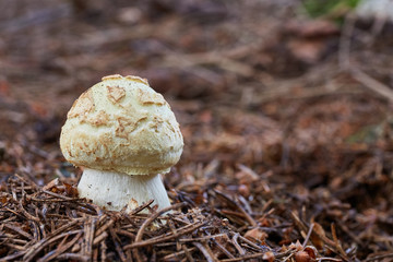 Amanita citrina.Fungus in the natural environment.