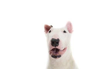 Obraz premium Bull terrier dog isolated against white background