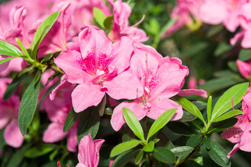 The aroma of flowering azaleas of white, pink, red, bard colors is spread all over the greenhouse.