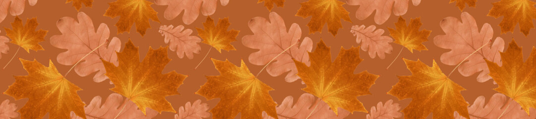  panorama autumn pattern from  oak leaves and dry red maple leaves